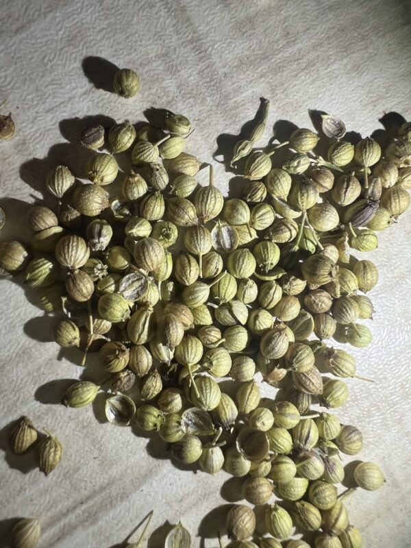 تخم گشنیز